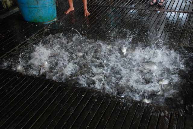 fishfarmfeedingfrenzy.jpg