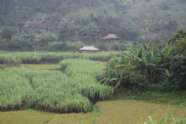 paddyfield.jpg